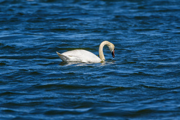 lonely swan swimming in the lake