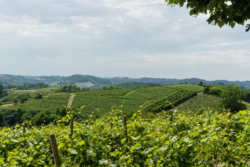 Fototapeta na wymiar Vineyards in the Roero, Piedmont - Italy
