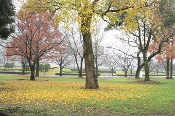 イチョウの落ち葉