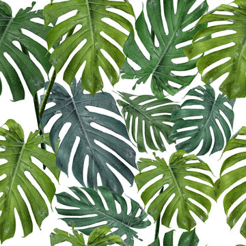 Seamless pattern of palm leaves