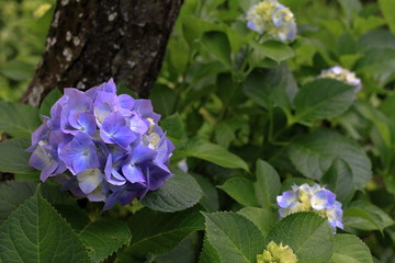 鎌倉のあじさい (青紫一朶)