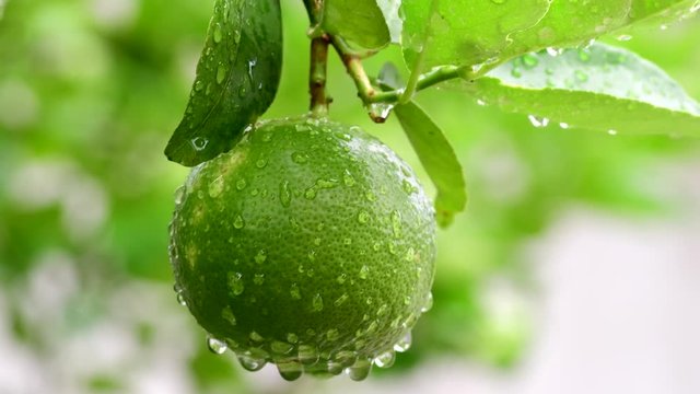 green lemon in the garden after the rain, Key lime  