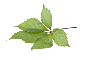 grape leaf isolated on white background