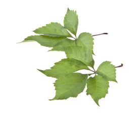 grape leaf isolated on white background