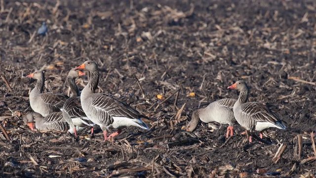 Greylag goose group standing on the field and search feed, (anser anser)