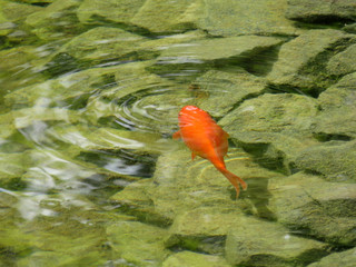 Goldfish in the pond, top view. Koi floats on background of rocky bottom