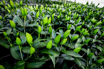 Industrial cultivation of flowers tulips in big greenhouse