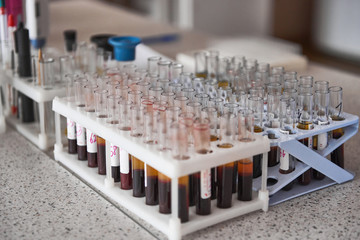 Many test tubes with blood in holder in medical laboratory.