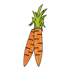 Fresh carrots vegetable vector illustration graphic design