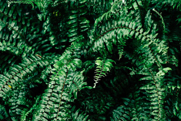 fern leaves. beautiful leaves background for wallpaper and backdrop