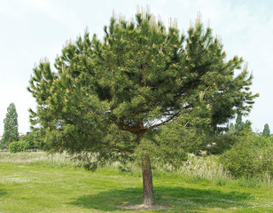 Pin parasol © hcast