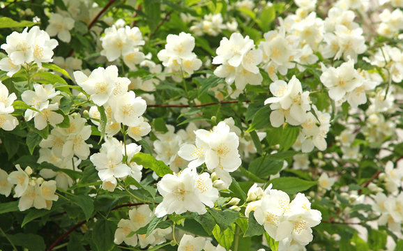 Philadelphus
