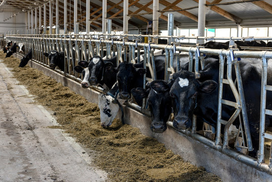 Milking cows eating in modern farm cowshed.