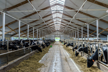 Milking cows eating in modern farm cowshed.