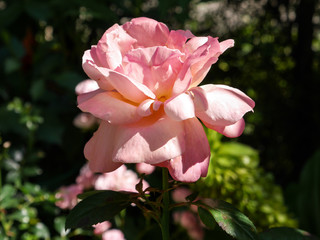 Różowy kwiat na zielonym naturalnym tle