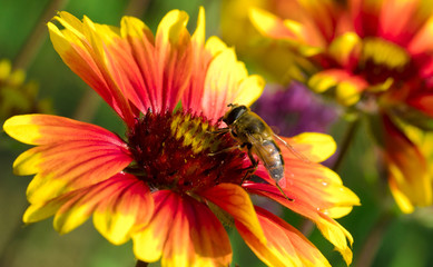 wasp on flower