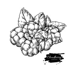 Fototapeta premium Cloudberry vector drawing. Organic berry food sketch. Vintage engraved illustration of superfood.