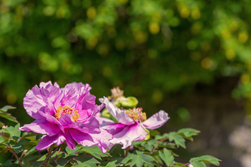 pink flower and blurred background