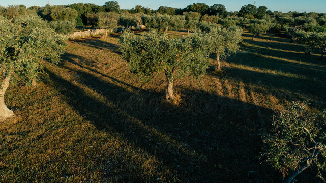 Olive tree in field summer in sunnyApulla Italy Drone 360 VR