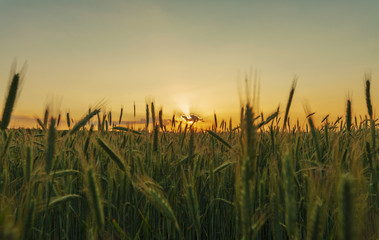 Gerstenfeld im Sonnenuntergang