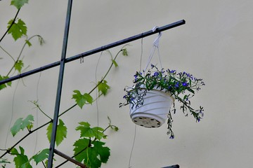 Lobelia / Flowerpot with lobelia hanging on a grape wine construction.