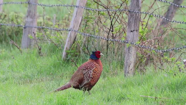 Pheasant cock standing on the meadow and look, spring, (phasianus colchicus)