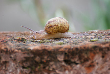 snail climbing on a wall