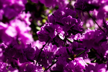 Fototapeta na wymiar Purple garden