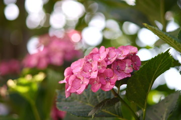 ピンクのアジサイの花