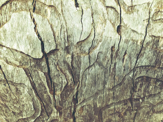 Beautiful old tree in the park. Texture background close up view