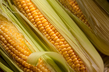 Fresh sweet corn on cobs .