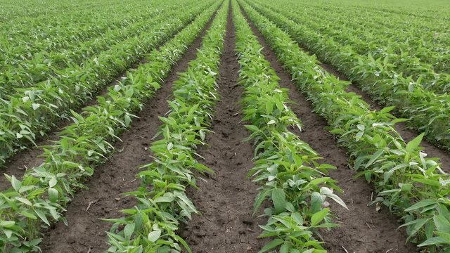 Agriculture, green cultivated soy bean plants in field, zoom in video in spring 