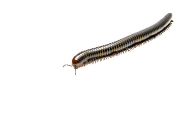 millipede on white background