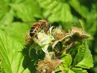 Bee on raspberry flowers in the garden, closeup 