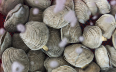 Group of sea shells lying in water close-up