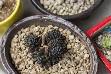 Small black cactus in a pot, top view close-up