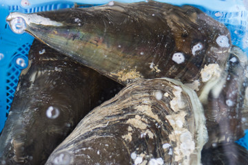 Big Black Mussels close-up