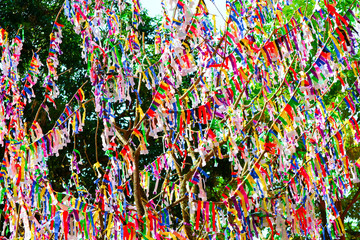 Fototapeta na wymiar lottery on tree is random lottery colorful paper and buy lottery to choose reward