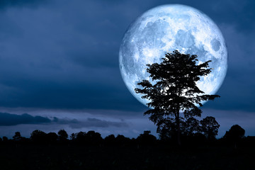 Fototapeta na wymiar super moon back over on silhouette tree in night sky