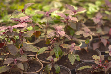 Growing seedlings in peat pots. Plants in sunlight in modern botany greenhouse