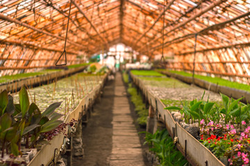 Growing seedlings in peat pots. Plants in sunlight in modern botany greenhouse