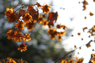 natural, autumn, color