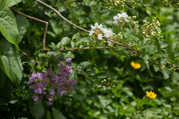 Close up White Tabebuia rosea blossom