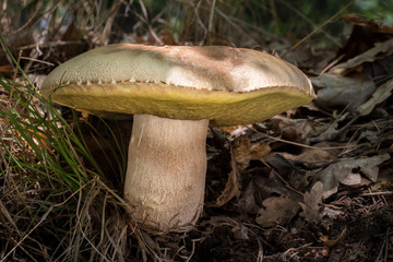 Edible mushroom Boletus reticulatus in sunny forest