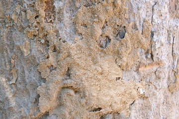 wood home with termites damage