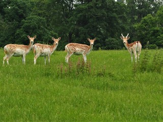 Naklejka na ściany i meble Four fallow deer in a green field looking towards the camera