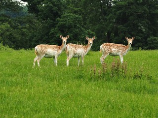 Naklejka na ściany i meble Three female fallow deer in a green field looking towards the camera