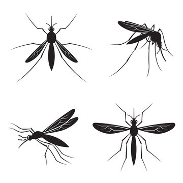 monochrome collection of four mosquito with stinger
