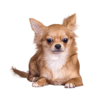 little dog on a white background.