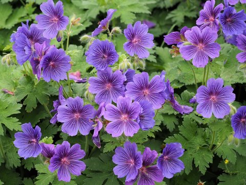 Cranesbill geranium plant with purple flowers in a garden border